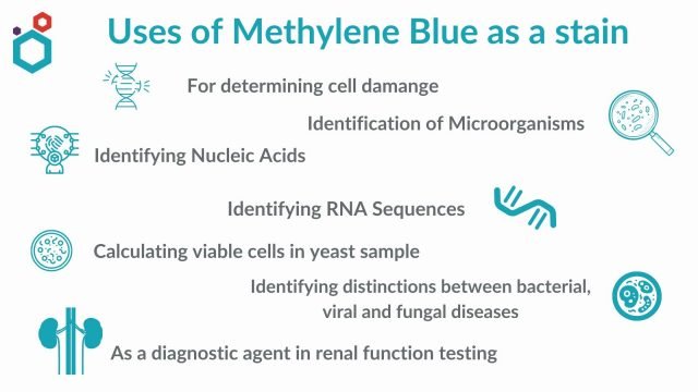 Methylene Blue as a Stain | What is it used for with Example – Macsen Labs Methylene Blue as a Stain | What is it used for with Example – Macsen Labs
