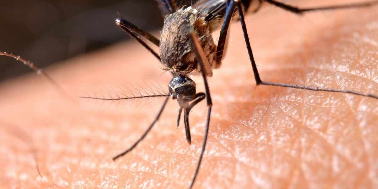 https://www.macsenlab.com/wp-content/uploads/2022/01/Methylene-Blue-for-treating-Malaria-1280x640.jpg