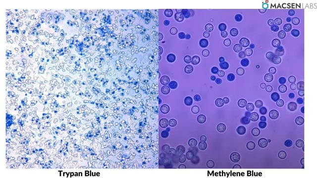 Trypan Blue vs Methylene Blue