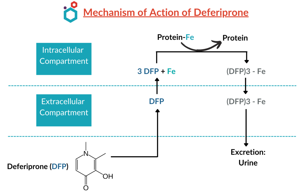 Mechanism of Action of Deferiprone